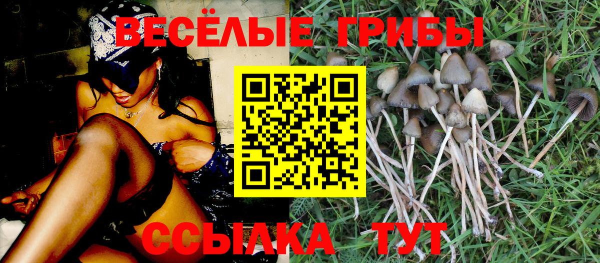 Альфа ПВП Камень-на-Оби
